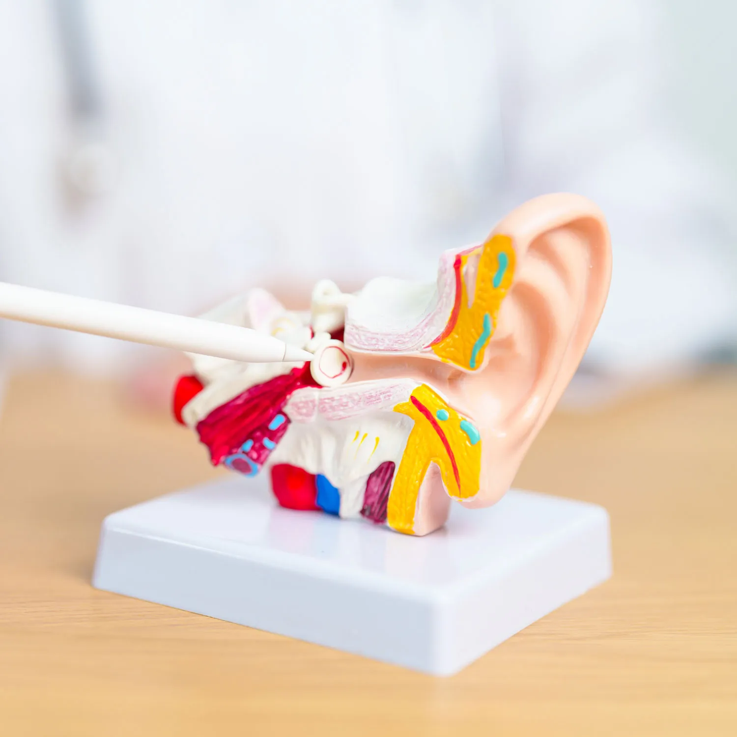 doctor with human ear anatomy model ear disease 2023 11 27 05 09 49 utc